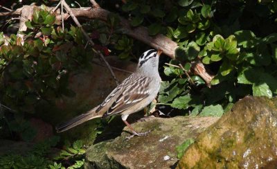  White-crowned Sparrow