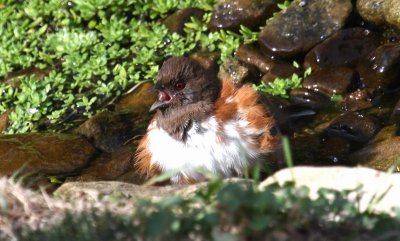 Eastern Towhee - female