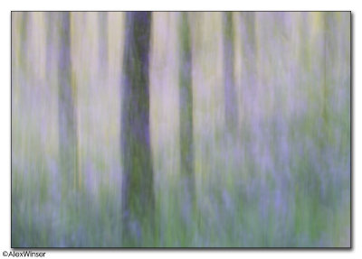 Painterly Bluebells