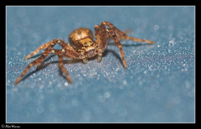 Unknown Spider