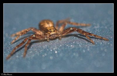 Unknown Spider