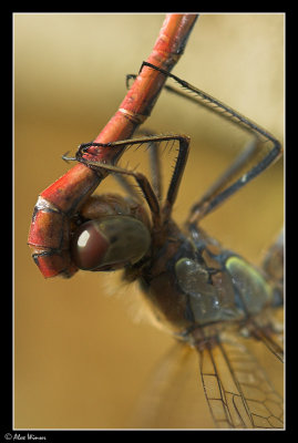 Common Darter - Pair