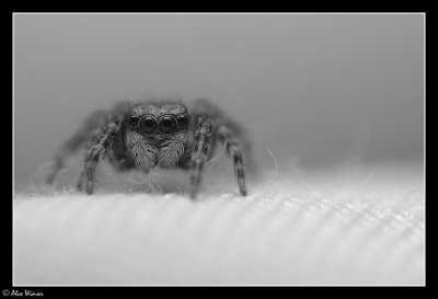 Jumping Spider