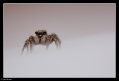 Jumping Spider