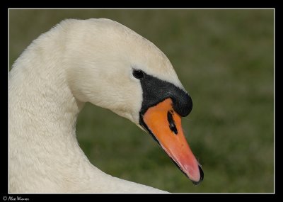 Swan
