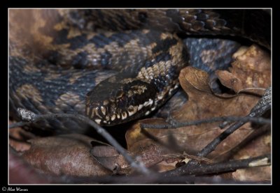 Adder
