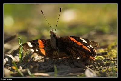 Red Admiral (Vanessa atalanta)