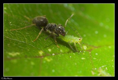 Ant & Aphid
