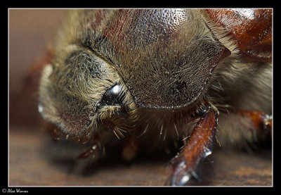 Cockchaffer Beetle
