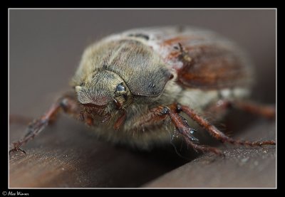 g6/65/523365/3/77873083.iPrIxy0C.jpg