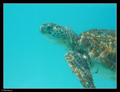 Turtle
