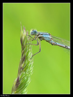 Common Blue - Male