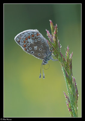 Common Blue (Polyommatus icarus)