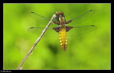 Broad Bodied Chaser - Female