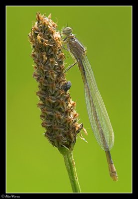 Common Blue - Teneral