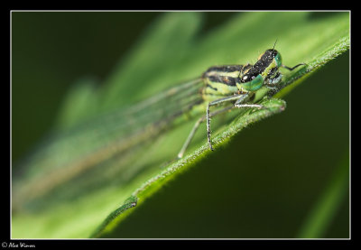 Damselfly