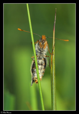 Marsh Fritillary (Euphydryas aurinia)