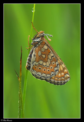 Marsh Fritillary (Euphydryas aurinia)