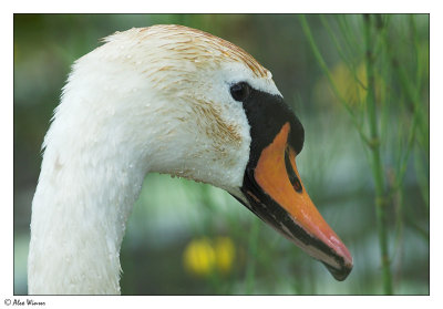 Swan