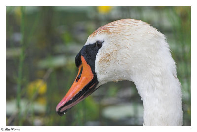 Swan
