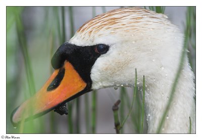 Swan