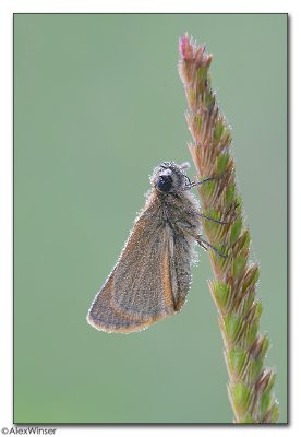 Small Skipper