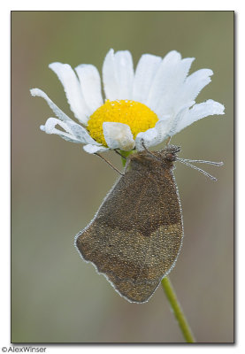 Meadow Brown (Maniola jurtina)