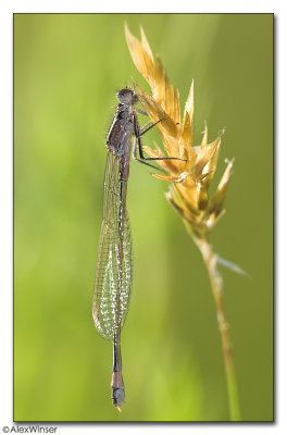 Blue Tailed - Teneral