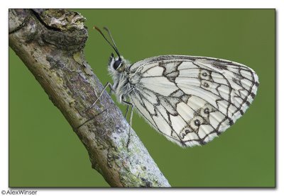 Marbled White (Melannargia galathea)