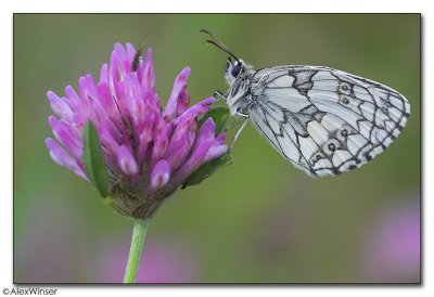 Marbled White (Melannargia galathea)