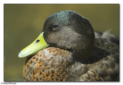 Mallard