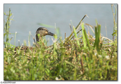Mallard