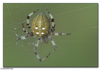Four Spotted Orb Weaver