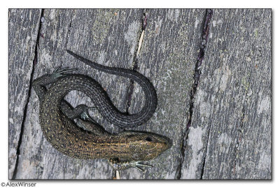 Common Lizard