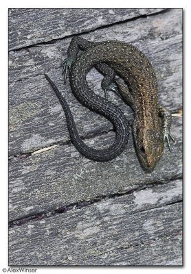 Common Lizard