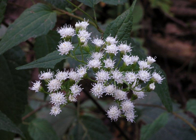 Ageratina altissima 