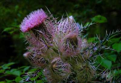 Cirsium horridulum...