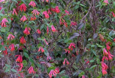 Lonicera sempervirens