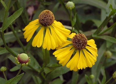 Helenium flexuosum