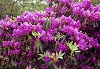 Catawba Rhododendron