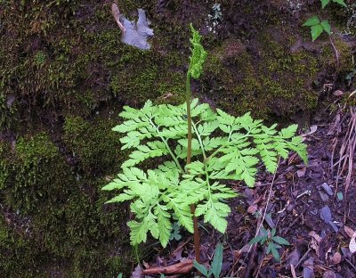 Botrychium virginianum