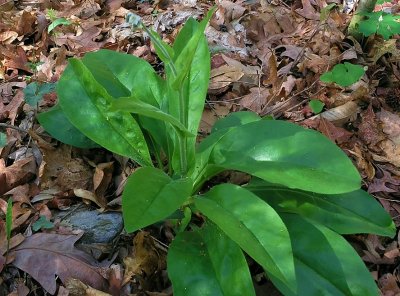 Andersonglossum virginianum 