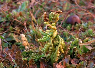 Botrychium lunarioides