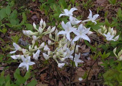 Rhododendron prinophyllum 