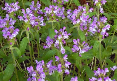 Prunella vulgaris