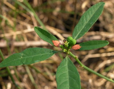 Euphorbia cyathophora