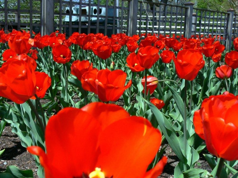 Spring tulips......