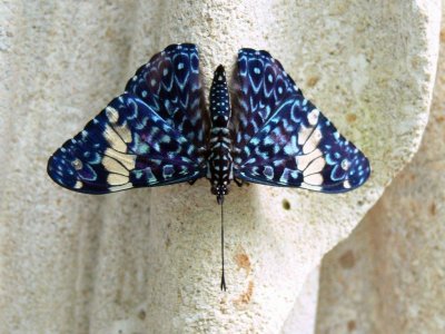 The Butterfly Conservatory at Niagara Falls