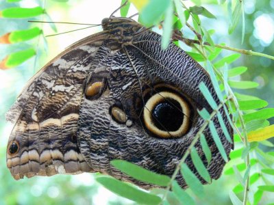 The Butterfly Conservatory at Niagara Falls