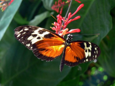 The Butterfly Conservatory at Niagara Falls